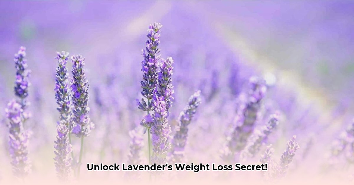 lavender-health-weight-loss